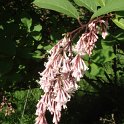 Syringa yunnanensis 'Rosea' fleur